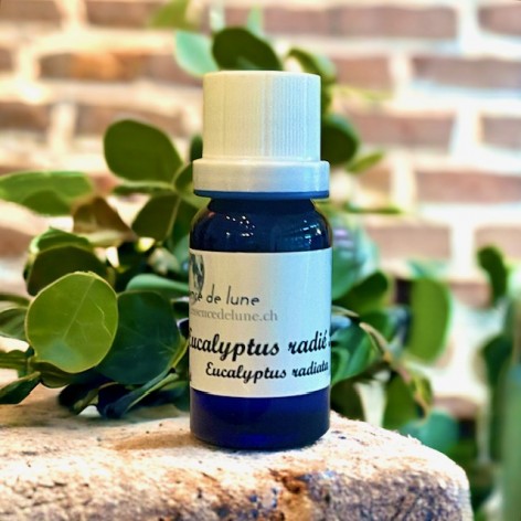 Organic eucalyptus radiata essential oil