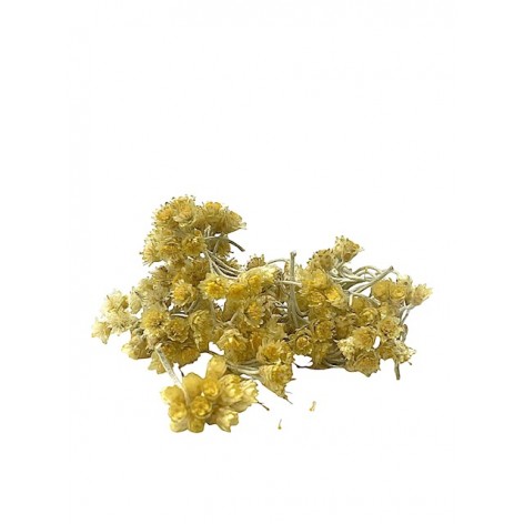 Helichrysum flowers - immortelle